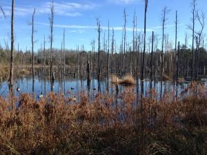 Timber flooded courtesy of beavers.