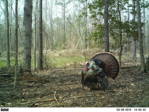 Gobbler in full strut