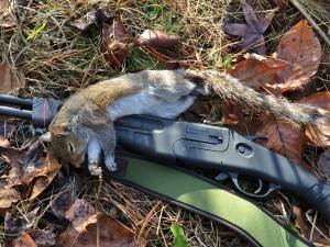 First Squirrel