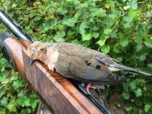 First dove