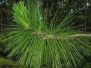 Longleaf pine