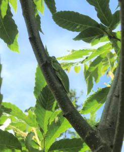 American Green Treefrog (2)