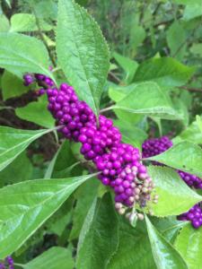 Beautyberry