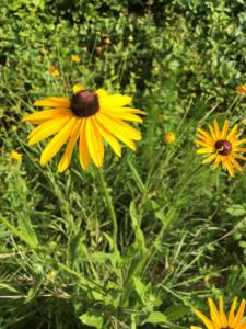 Black=eyed Susan