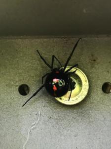 Black Widow Spider