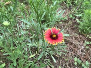 Blanket flower (Gaillardia)