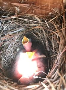 Bluebird Babies