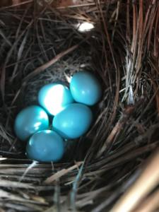 Bluebird eggs