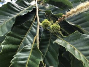 Chestnut Burrs