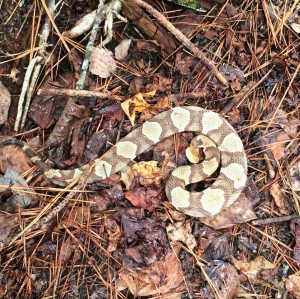 Copperhead