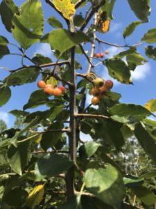 Crabapple Tree