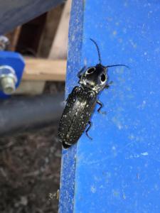 Eastern-eyed Click Beetle