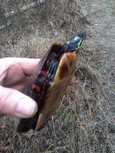 Eastern Painted Turtle (2)