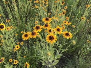 Rudbeckia hirta