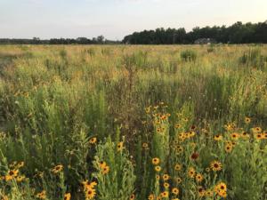 Native Wildflowers and Forbs