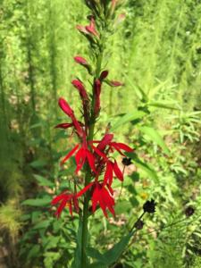 Lobelia cardinalis