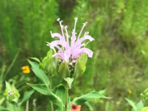 Monarda