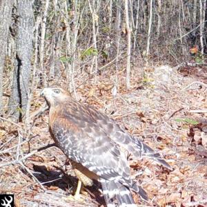 Red Shouldered Hawk