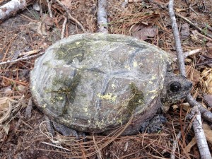 Snapping turtle