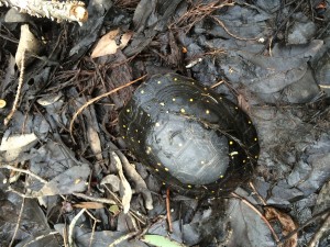 Spotted Turtle